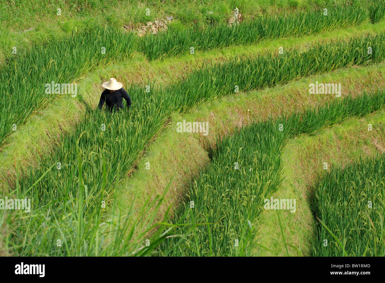 China - Drachen Rückgrat Reisterrassen Stockfoto