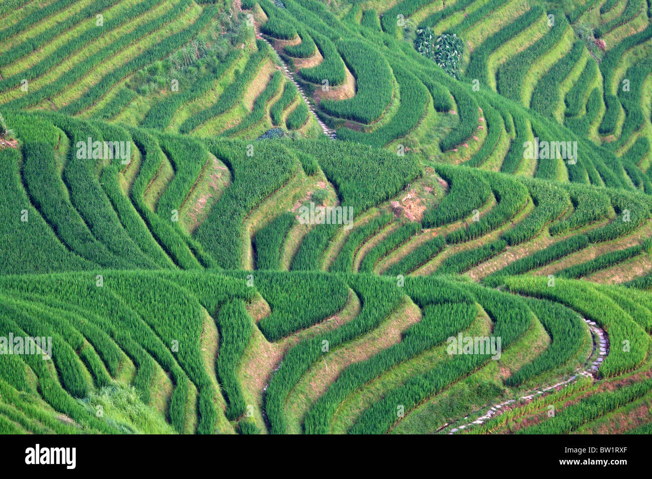 China - Drachen Rückgrat Reisterrassen Stockfoto