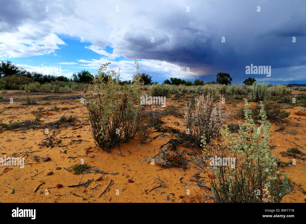 Wüstenlandschaft. Südafrika. Stockfoto