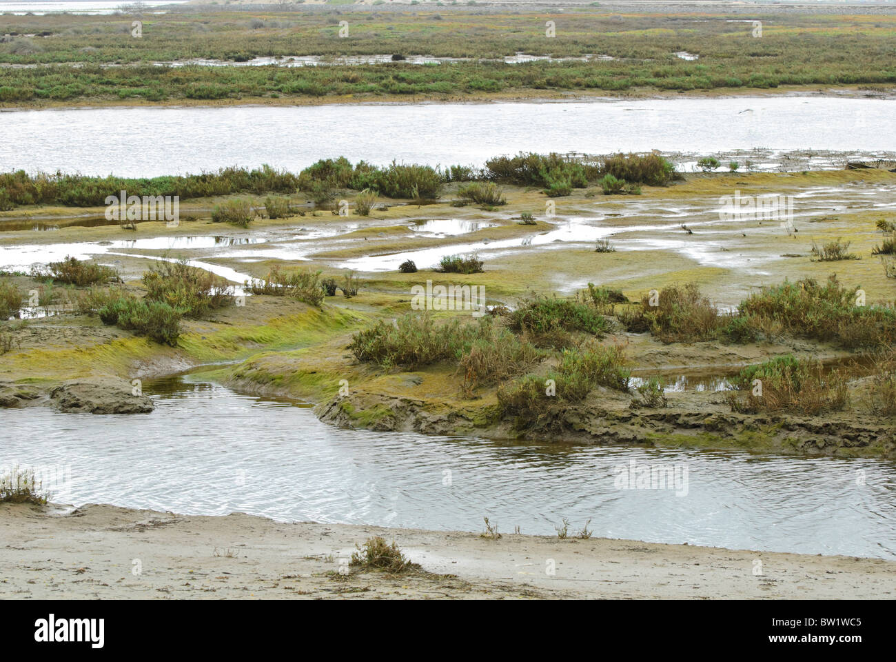 Bolsa Chica Ecological Reserve Feuchtgebiete. Stockfoto