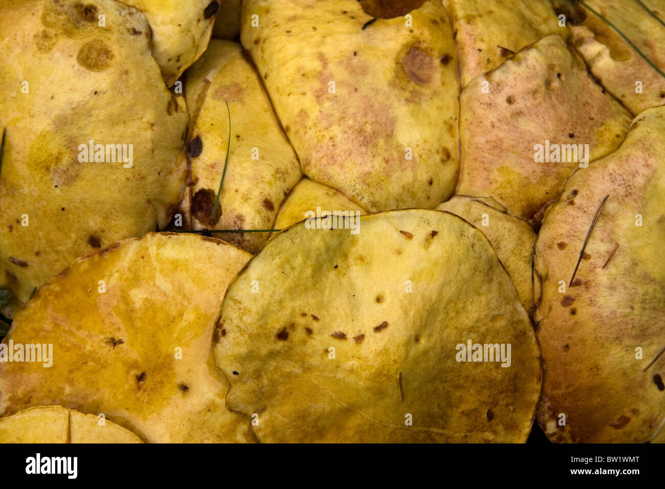 Gelber Pilz-Hintergrund Stockfoto