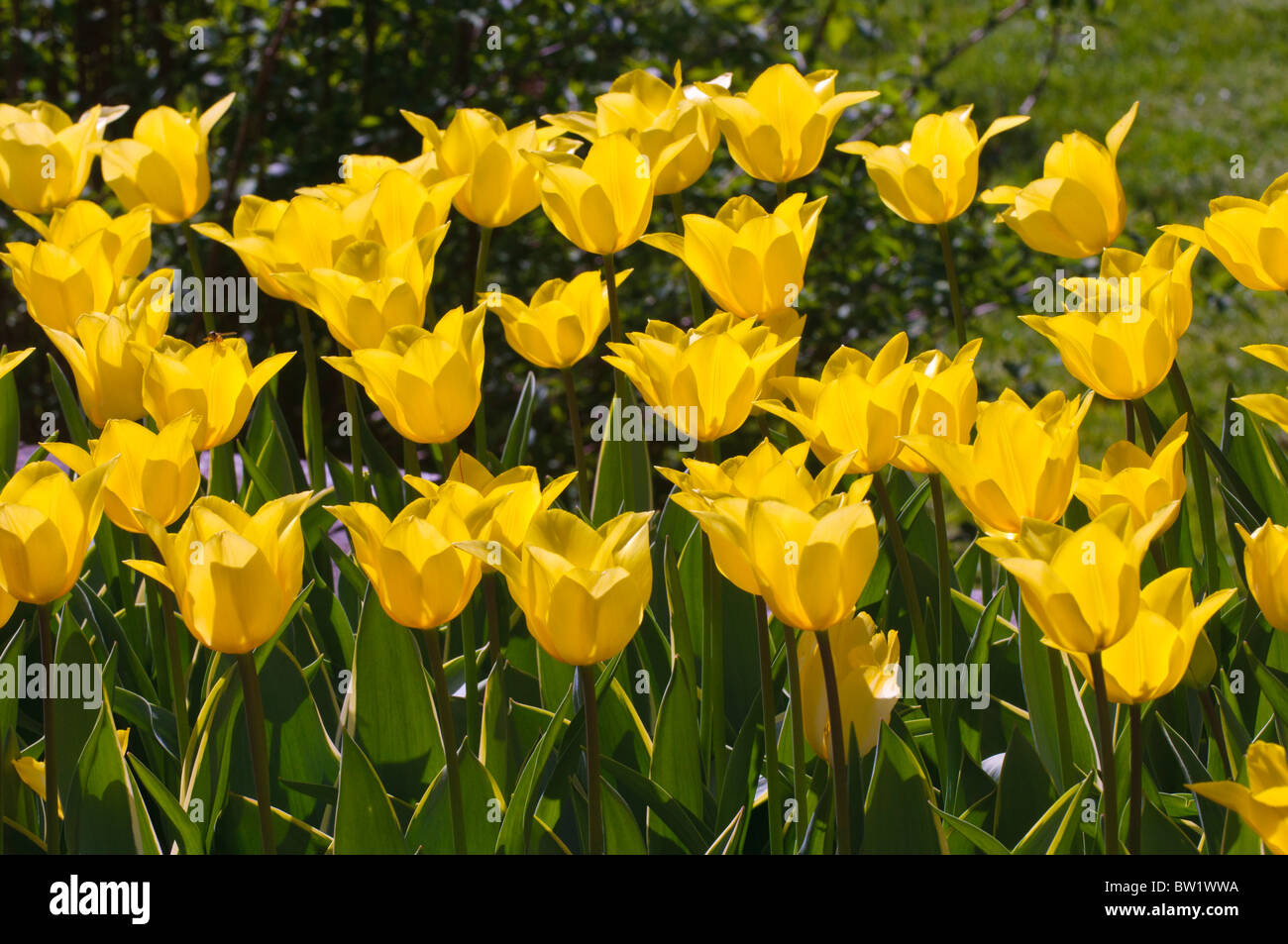 Bunte Tulpen Blumen blühen im Frühjahr. Stockfoto