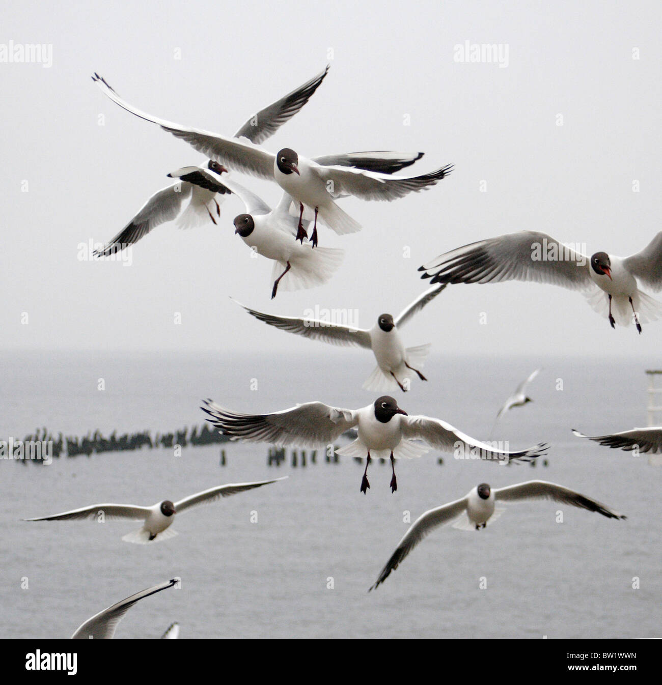 Black-headed Möwen im Flug Stockfoto