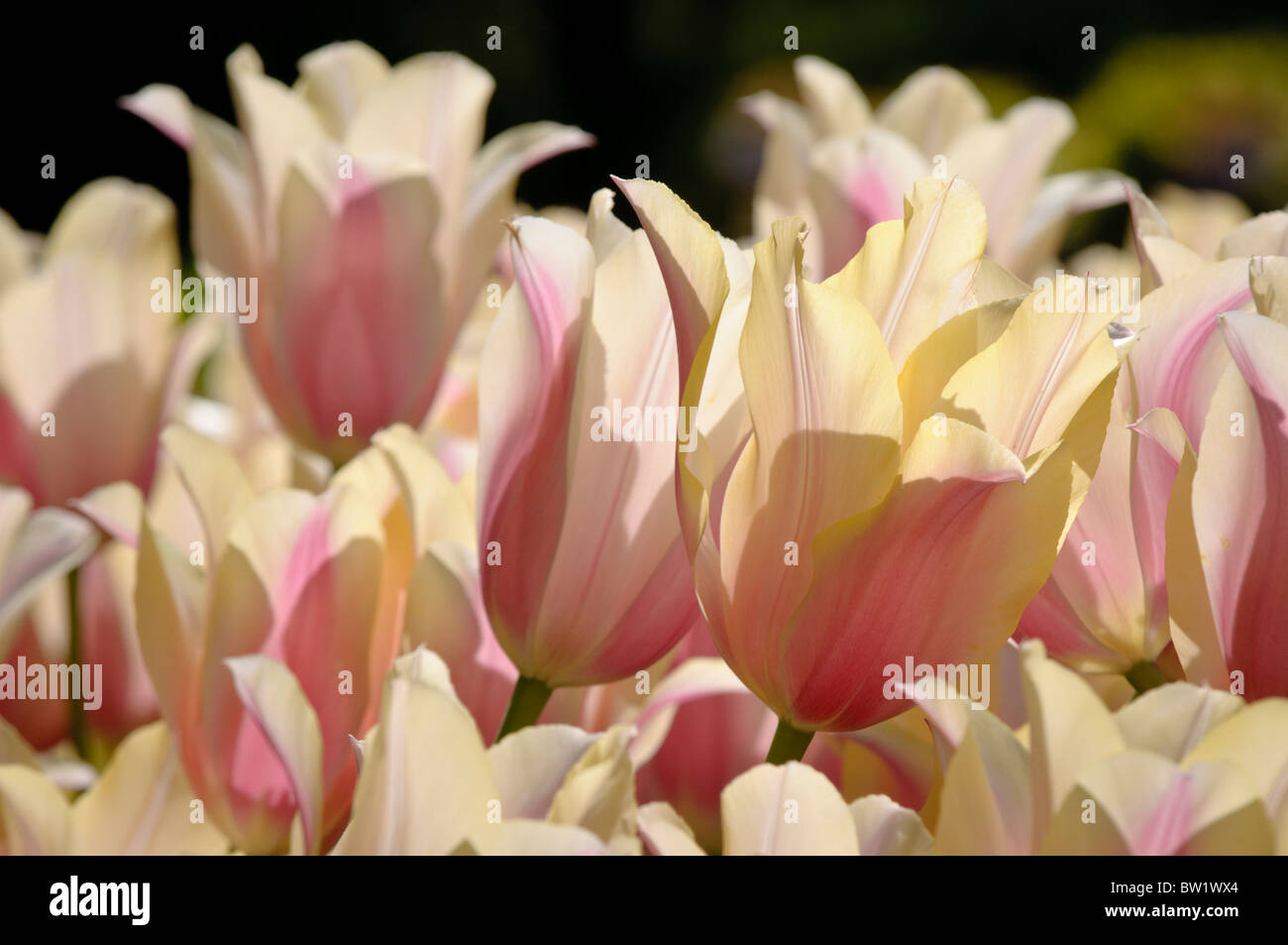 Bunte Tulpen Blumen blühen im Frühjahr. Stockfoto