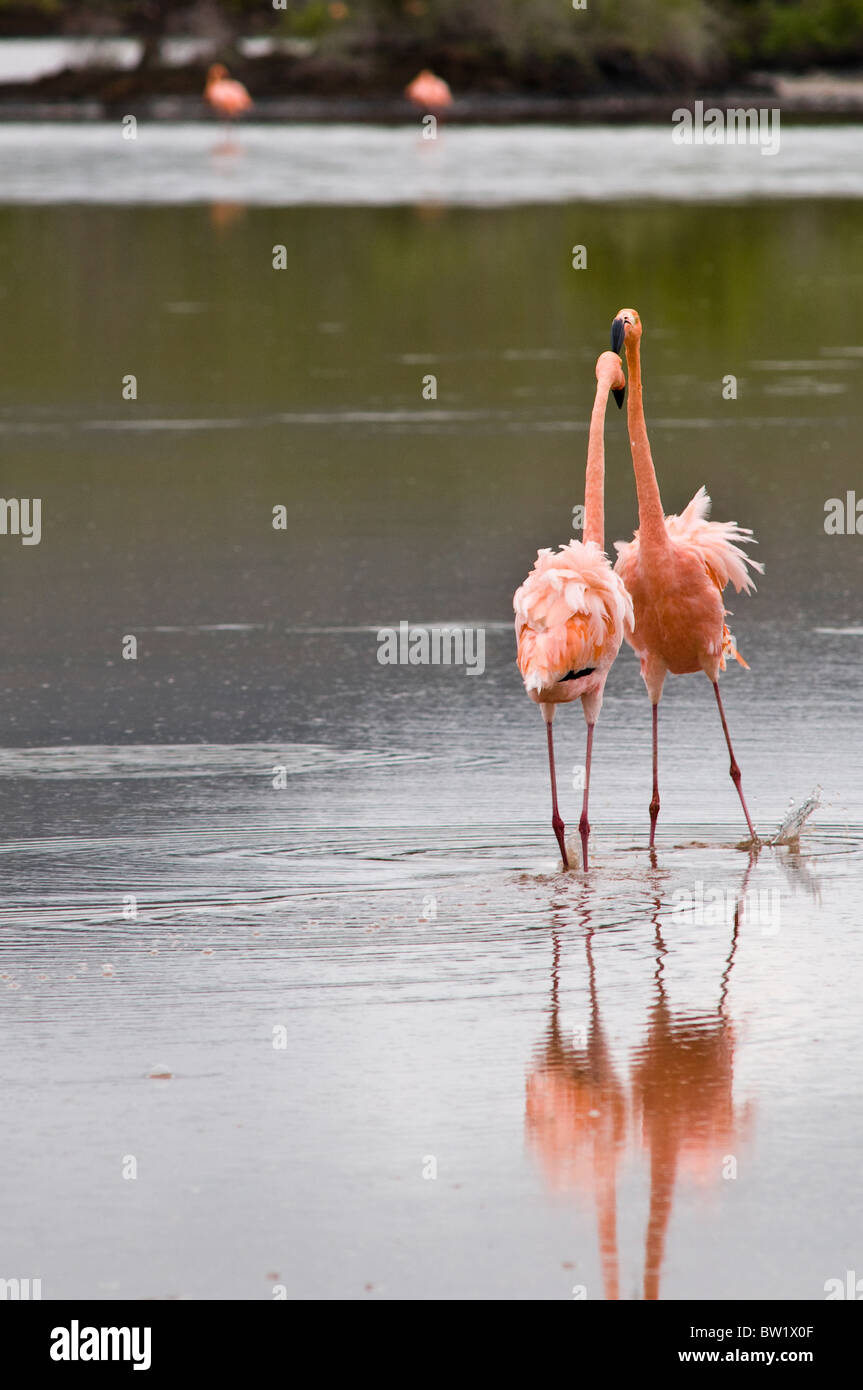 Galapagos-Inseln, Ecuador. Pink Flamingo (Phoenicopterus Ruber), Kormoran Punkt, Isla Santa Maria oder Insel Floreana. Stockfoto