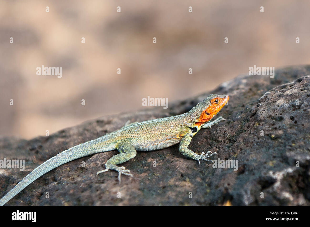 Galapagos Lava Lizard, Isla Santiago Island, galapagos Inseln, ecuador. Stockfoto