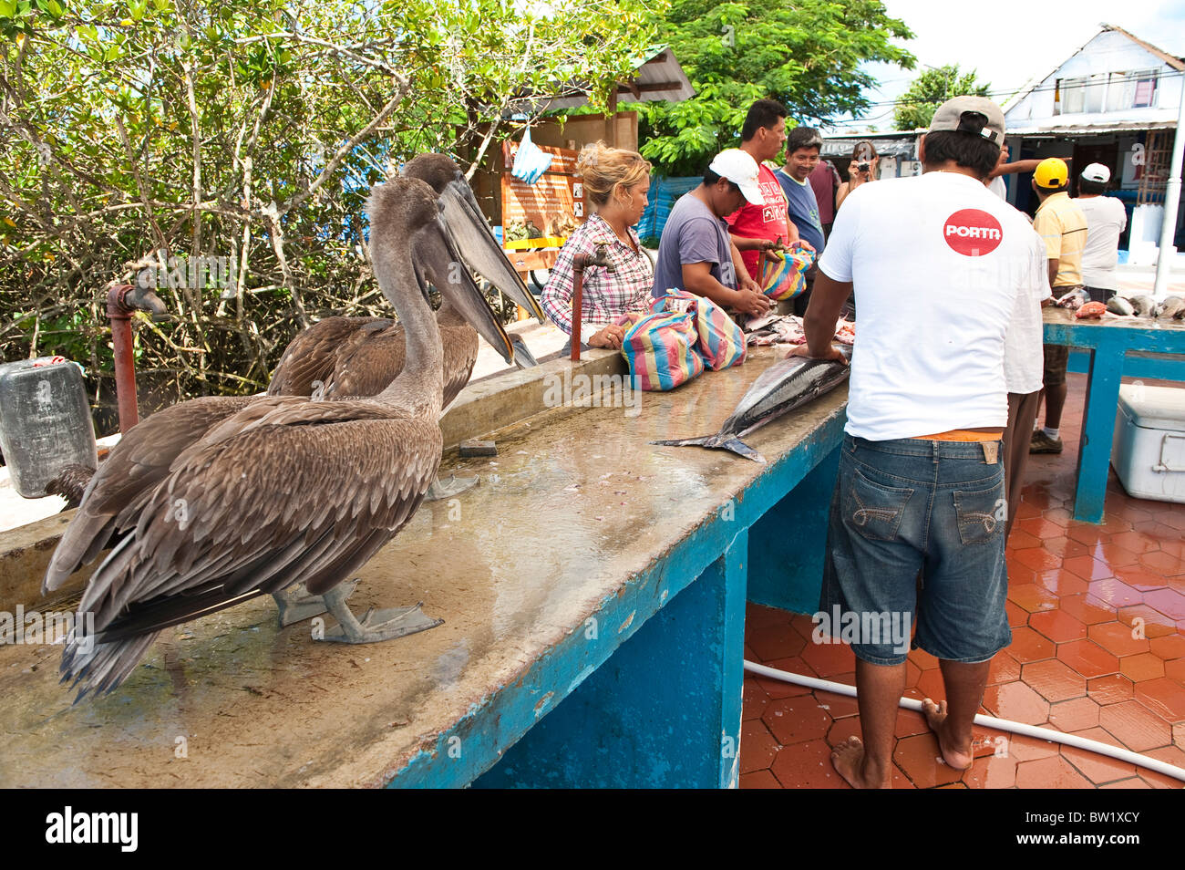 Galapagos-Inseln, Ecuador. Pelikane stehlen Fetzen auf dem Fischmarkt, Puerto Ayora, Isla Santa Cruz (Insel Santa Cruz). Stockfoto