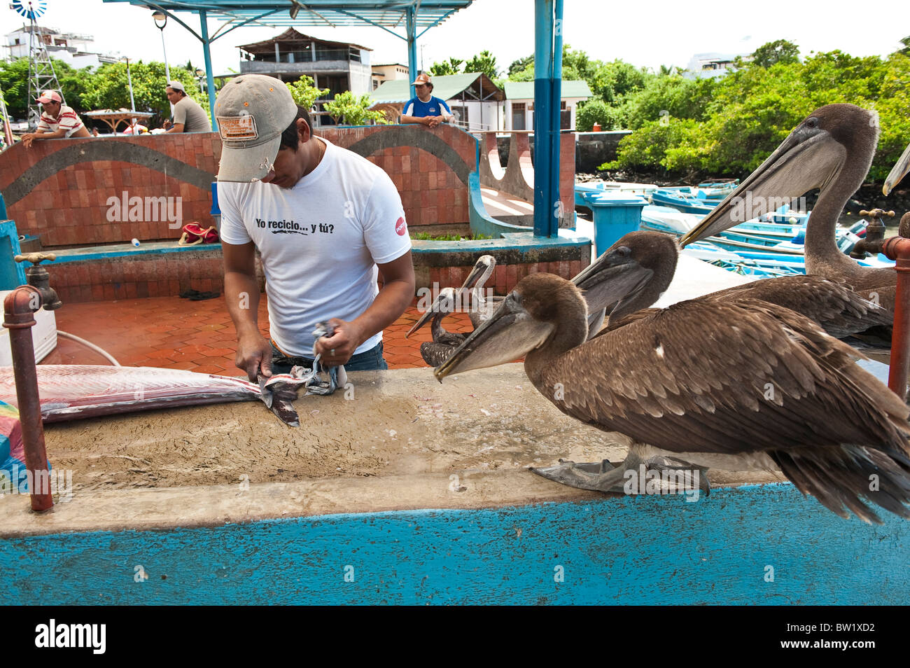 Galapagos-Inseln, Ecuador. Pelikane stehlen Fetzen auf dem Fischmarkt, Puerto Ayora, Isla Santa Cruz (Insel Santa Cruz). Stockfoto