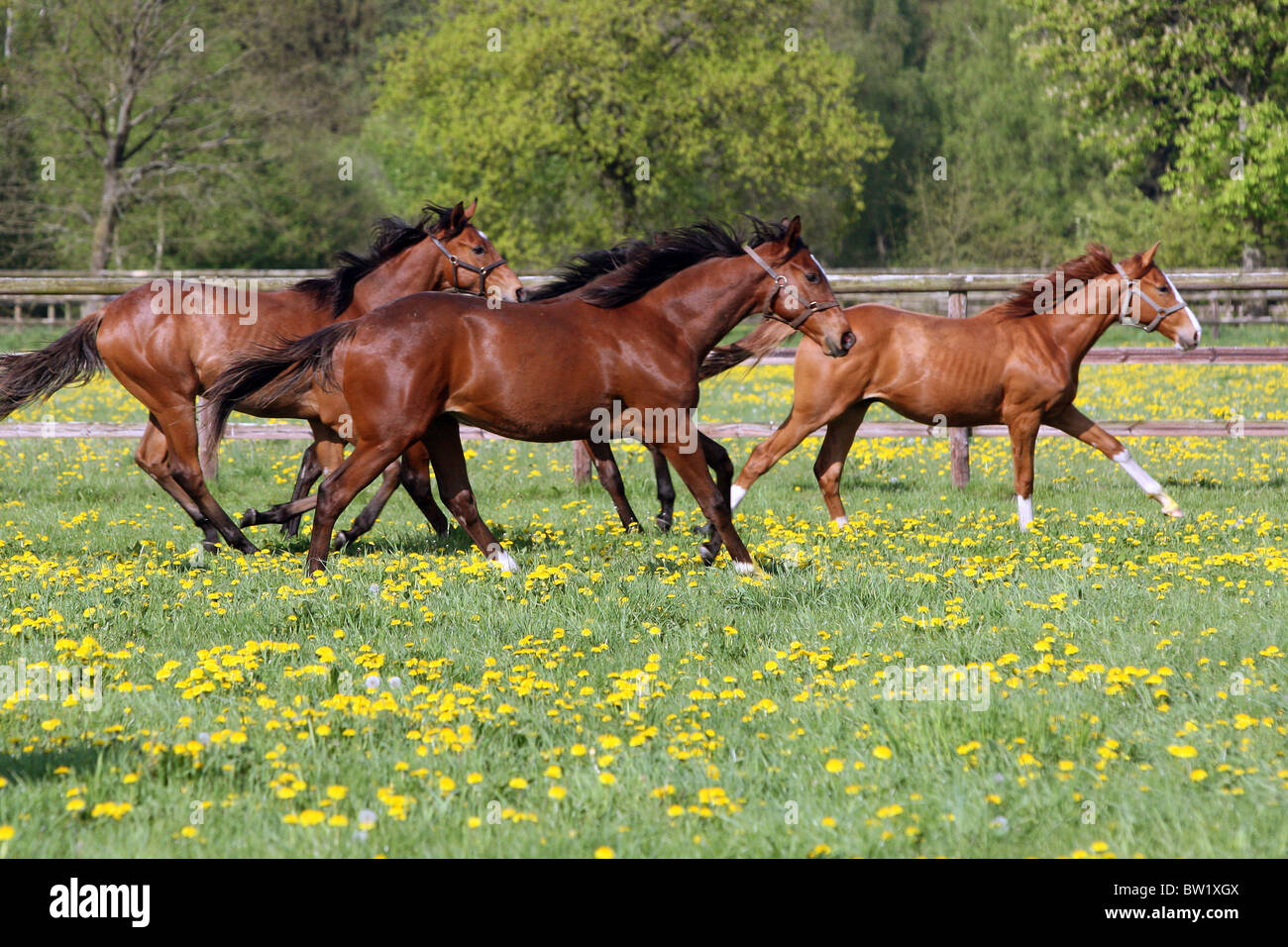 Pferde galoppieren in einem Feld von Butterblumen Stockfoto