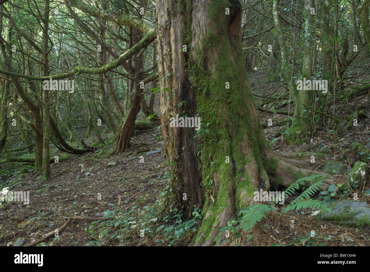 Wald der Eibe (Taxus Baccata) Stockfoto