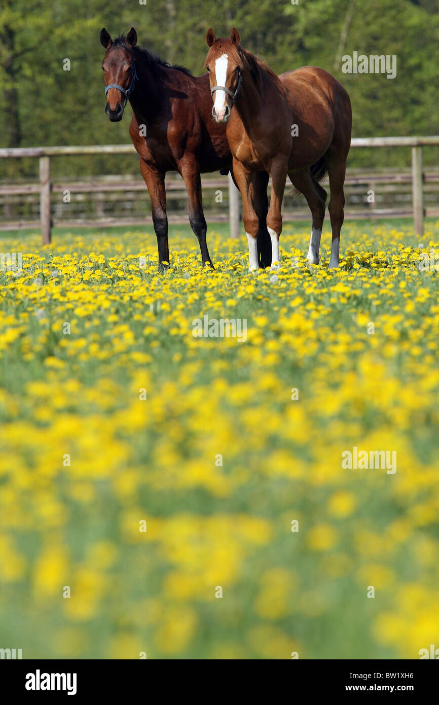 Pferde in einem Feld von Butterblumen Stockfoto