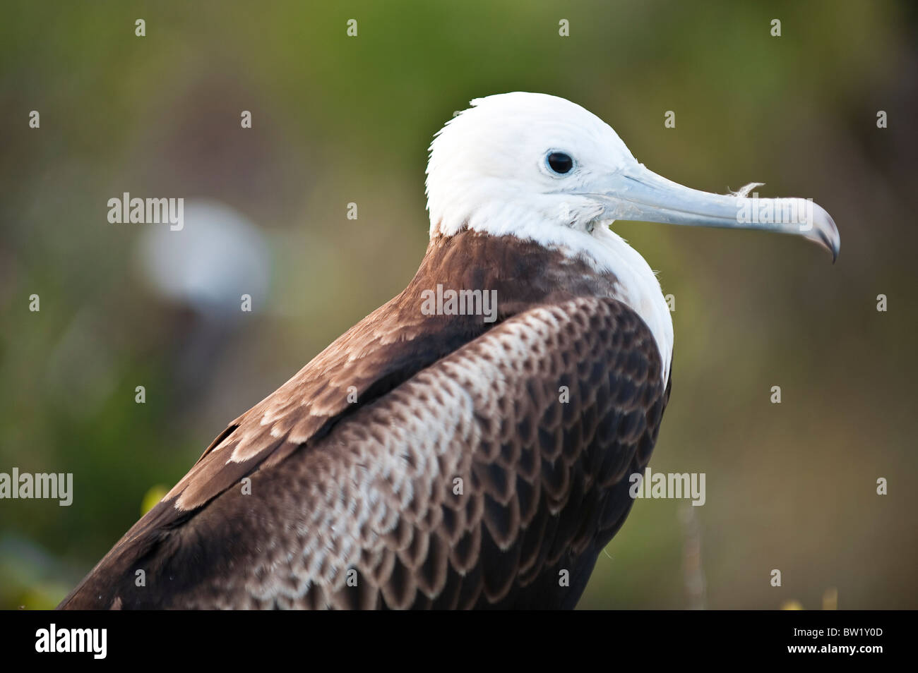 Junger, herrlicher Fregatebird (Fregata Magnificens), Nordseymour Insel, Galapagosinseln, Ecuador. Stockfoto
