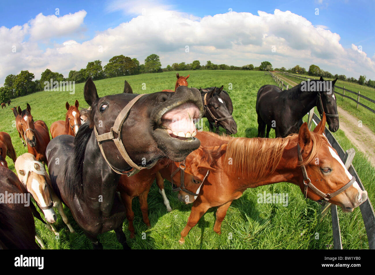 Ein Pferd seine Lippe Eisstockschießen Stockfoto