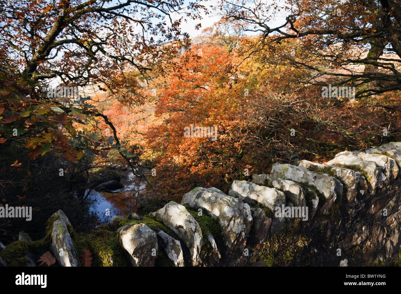 Capel Curig, Conwy, North Wales, UK. Steinmauer auf Brücke über Afon Llugwy Fluss mit Bäumen in Herbstfarben in Snowdonia Stockfoto