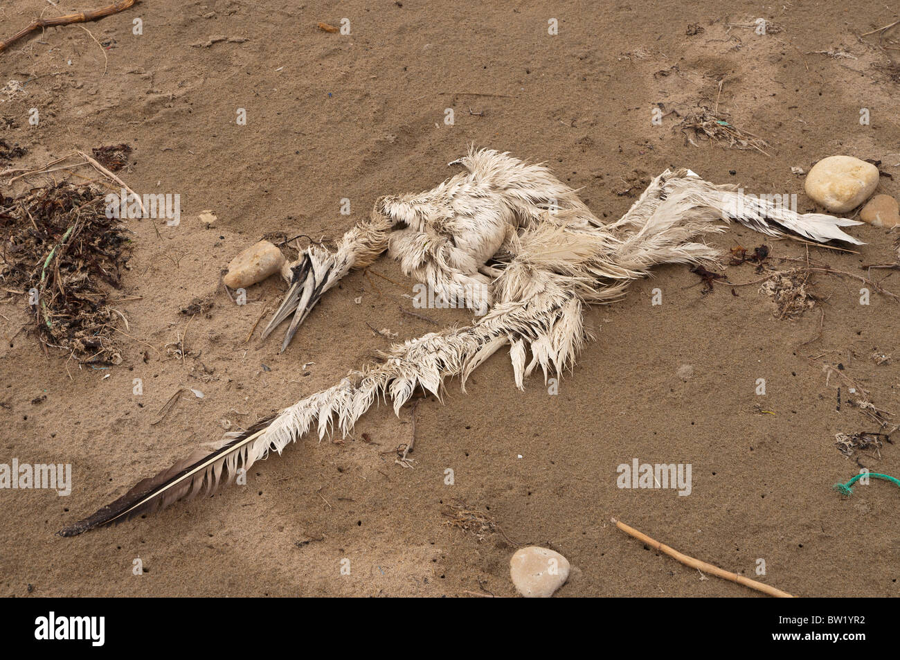 Toter Vogel Kadaver an einem Strand Stockfoto, Bild 32620534 Alamy