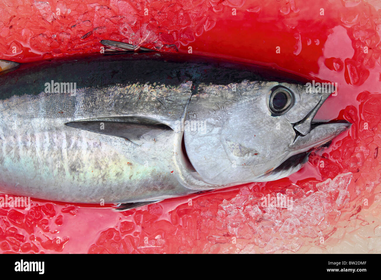 Roter Thun Thunnus Thynnus Salzwasserfische blutiges Eis Stockfoto