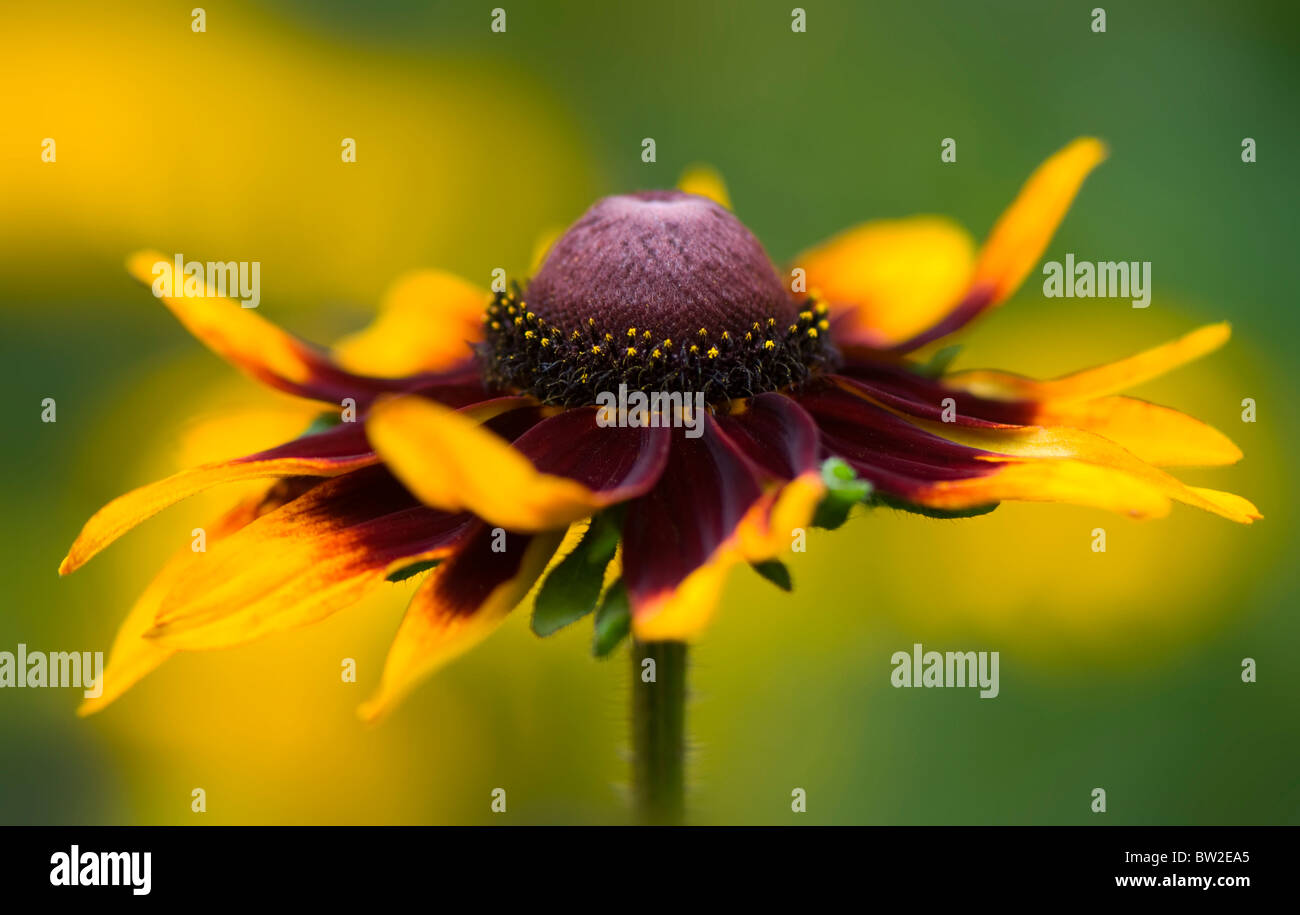 Nahaufnahme Bild der schönen Sommer blühenden Rudbeckia Hirta "Marmelade" auch bekannt als Black-Eyed Susan Blume. Stockfoto