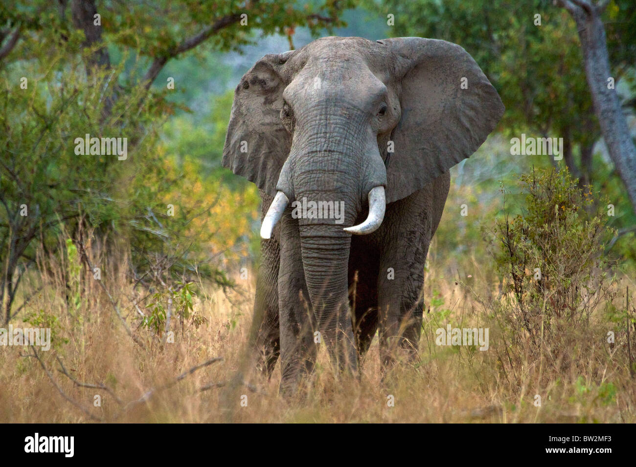 Afrikanischer Elefantenbulle Loxodonta Africana Selous Nationalpark Tansania Stockfoto