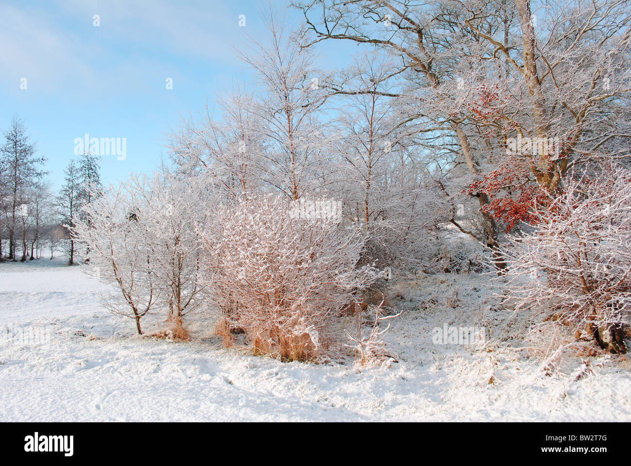 schöne Winter-Szene Stockfoto