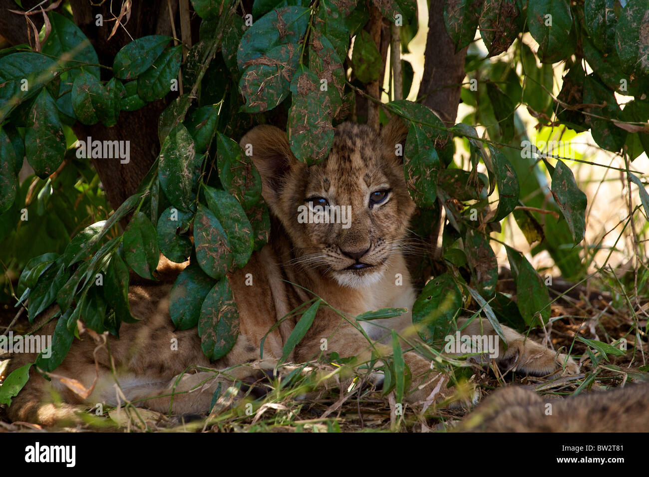 junge Löwenjunges afrikanischen Löwen (Panthera Leo) Selous Nationalpark Tansania Stockfoto