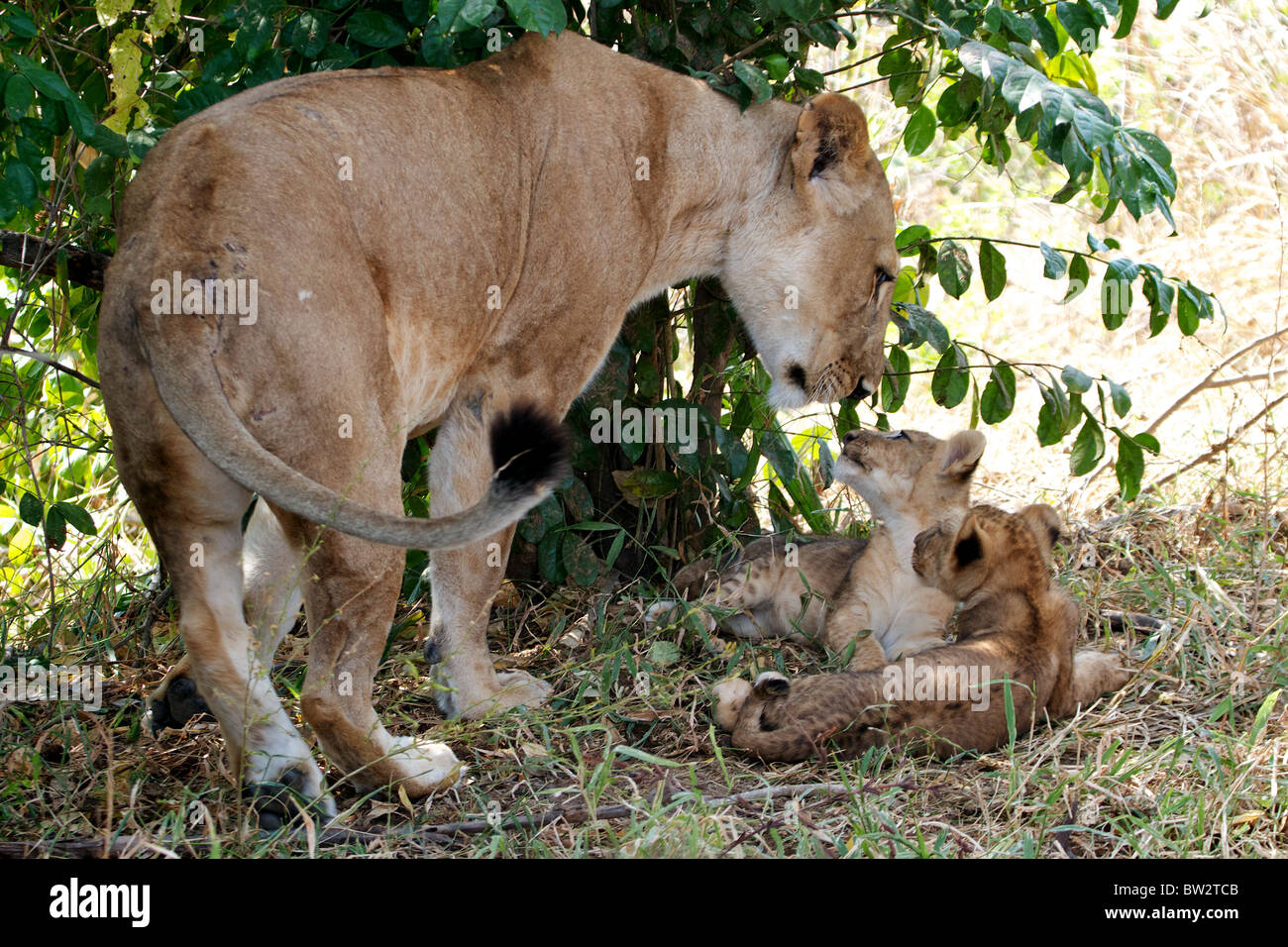 junge Löwenbabys und Mutter afrikanischen Löwen (Panthera Leo) Selous Nationalpark Tansania Stockfoto