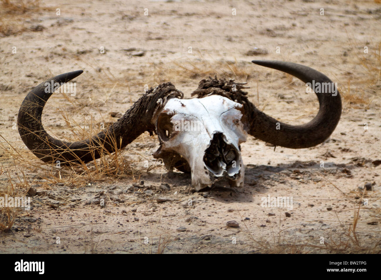 Büffel Schädel Syncerus Caffer Selous Nationalpark Tansania Stockfoto