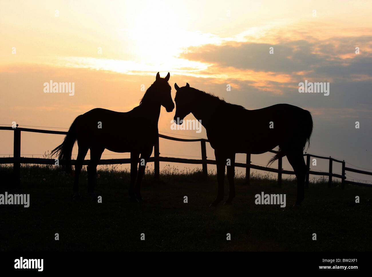 Silhouetten von Pferden in der Morgensonne Stockfoto