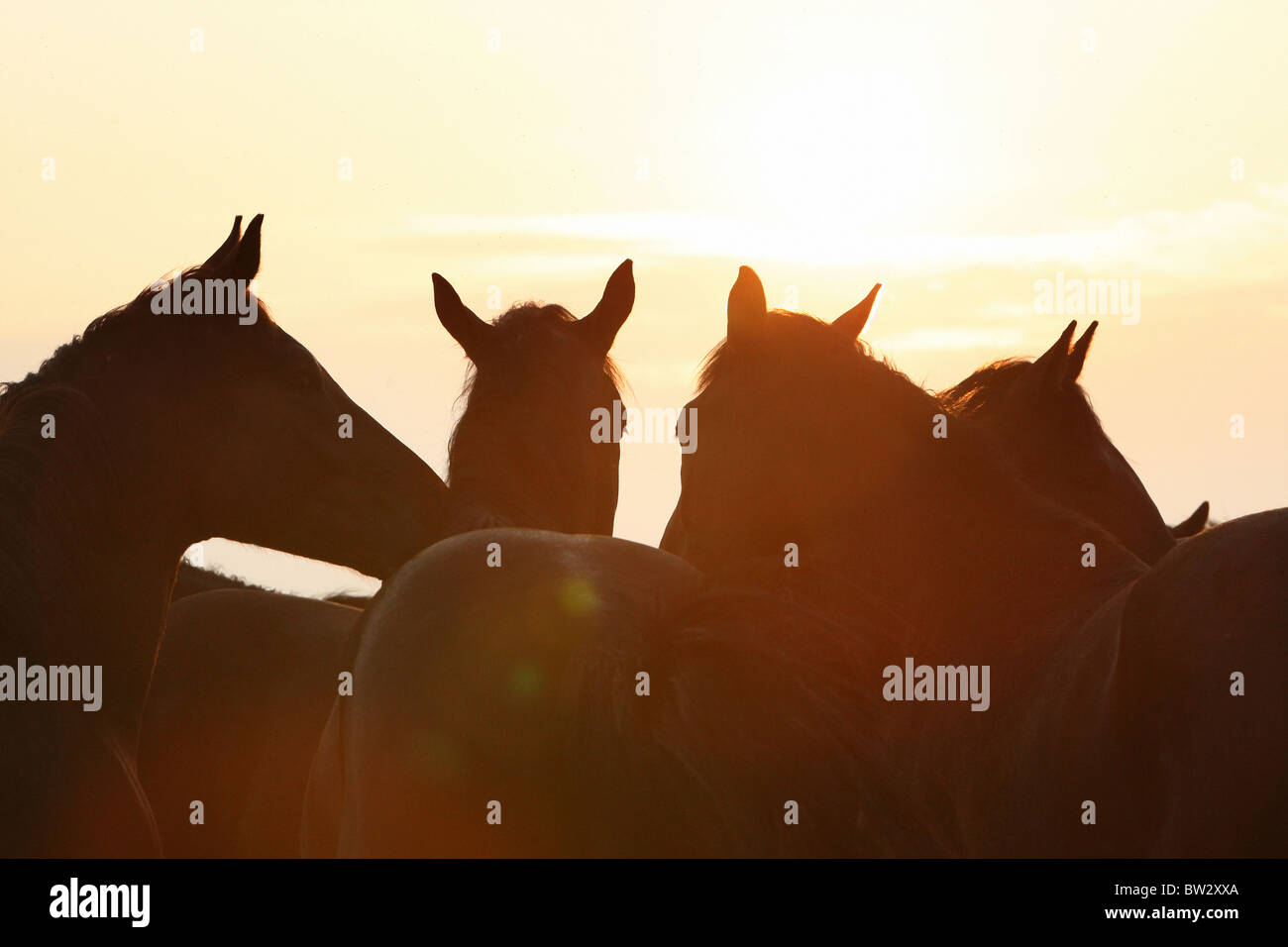 Silhouetten von Pferden in der Morgensonne Stockfoto