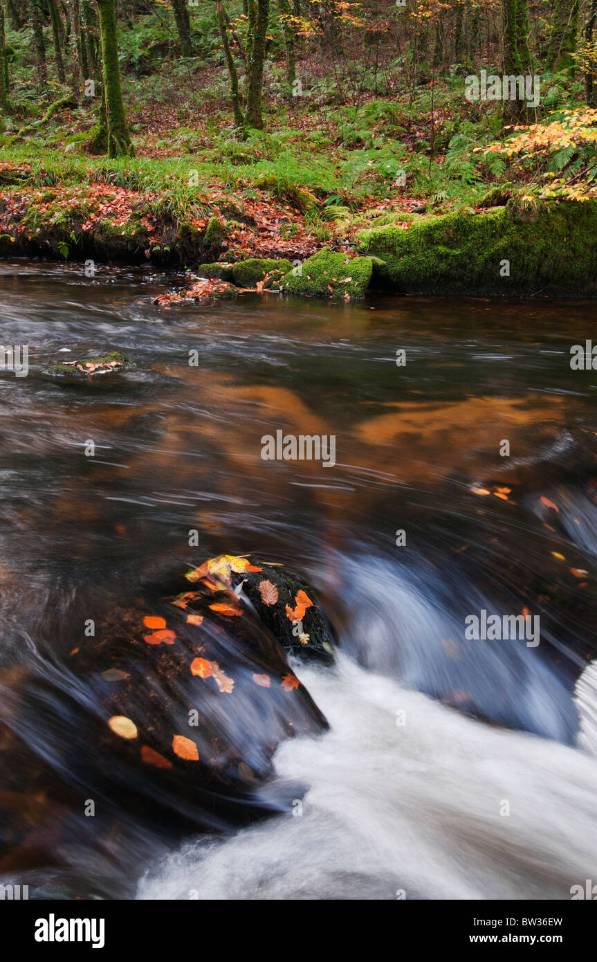 Herbst-Laub am Golitha fällt auf den Fluss Fowey in der Nähe von Liskeard, Cornwall Stockfoto