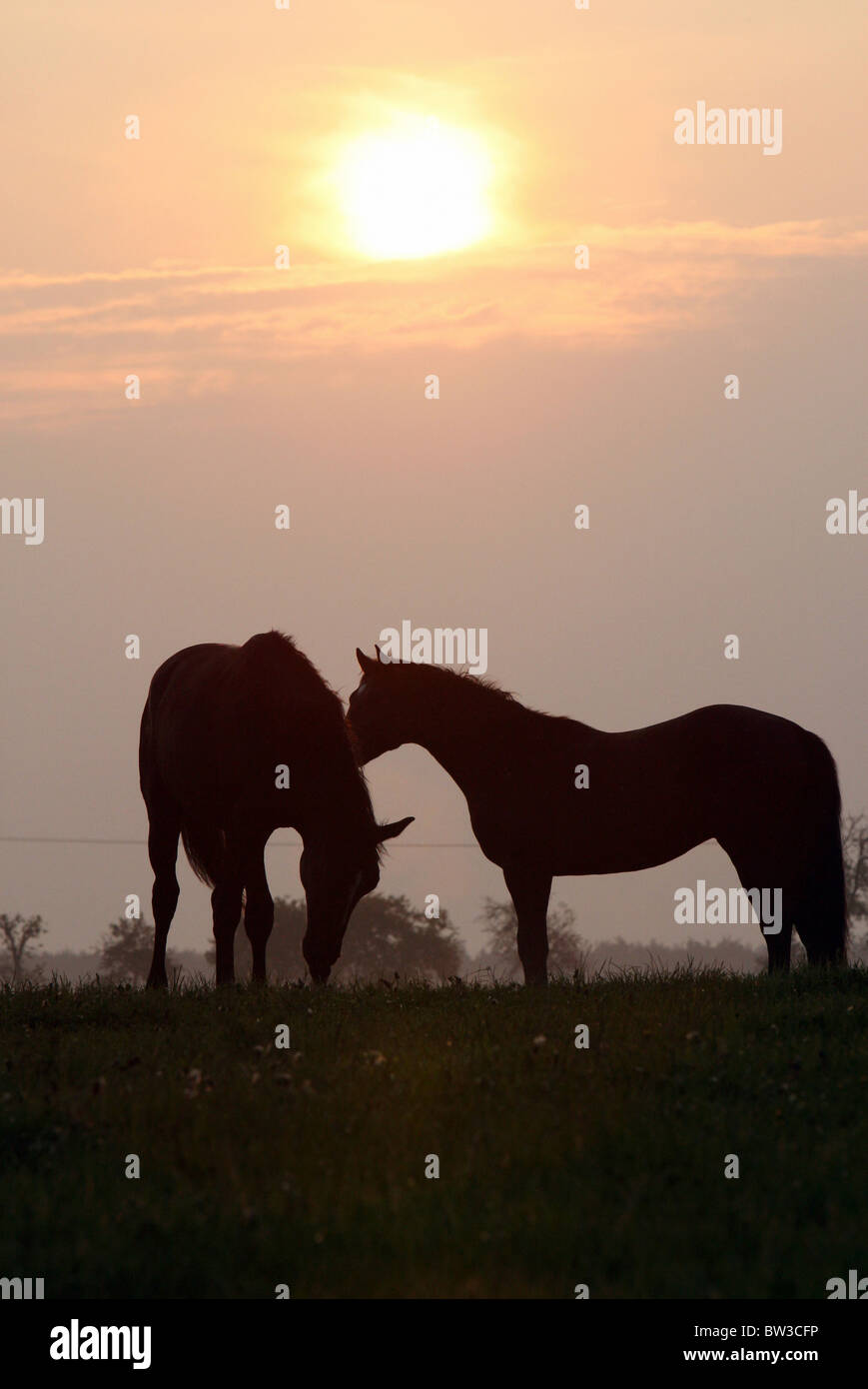 Silhouetten von Pferden auf einer Wiese, Graditz, Deutschland Stockfoto