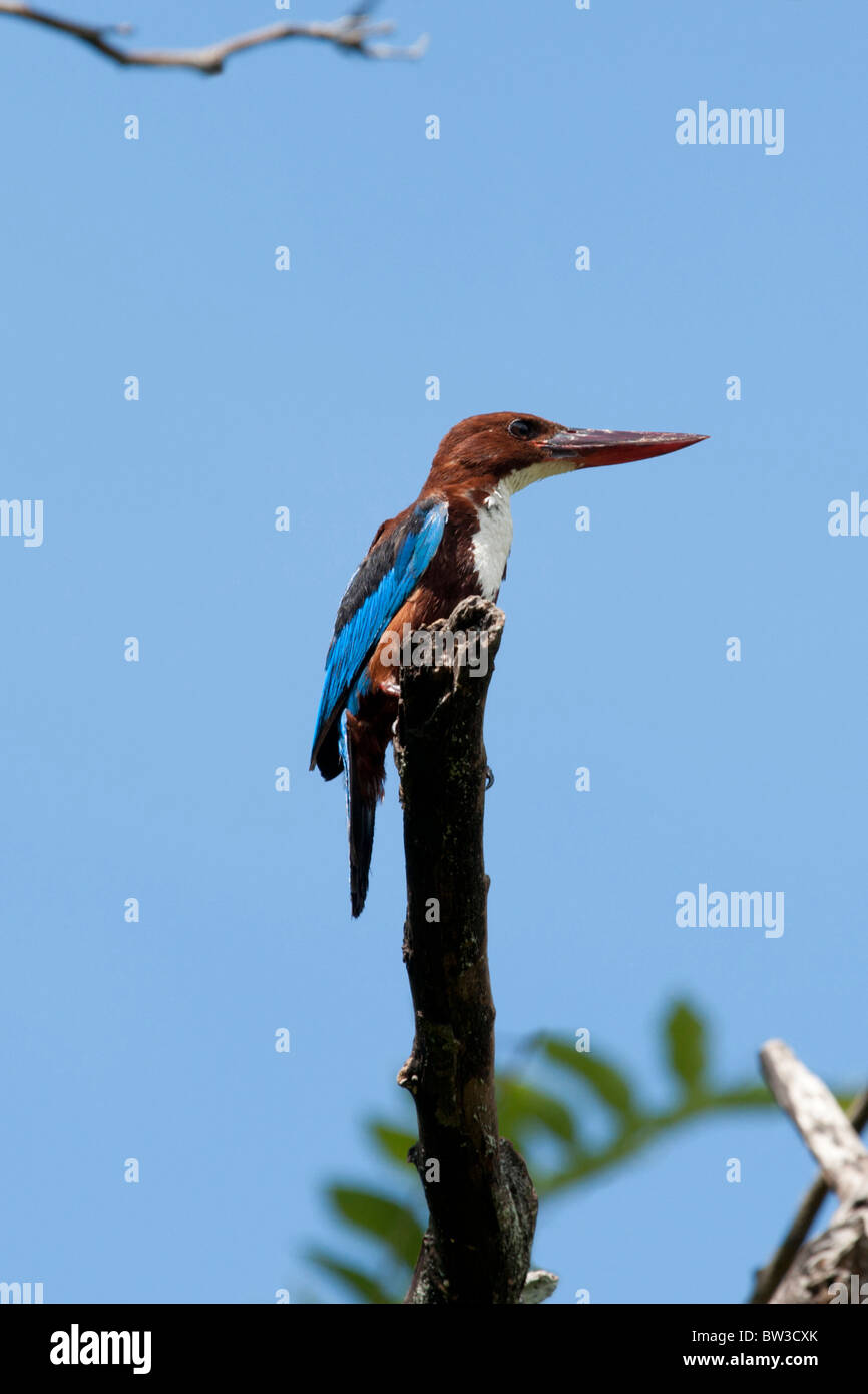 Weiße-Throated Kingfisher, Sri lanka Stockfoto