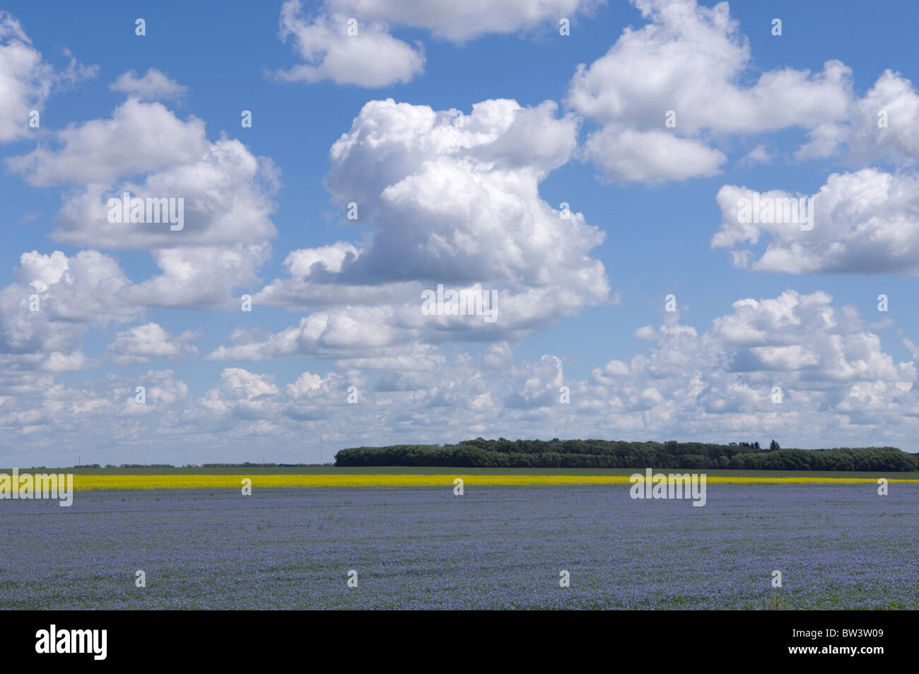 Luzerne und Raps Felder in Manitoba, Kanada Stockfoto