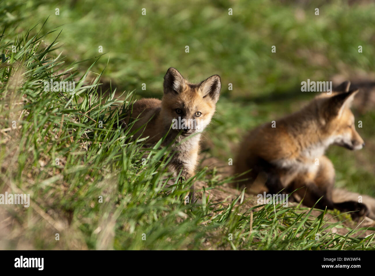 Zwei Red Fox kits Stockfoto