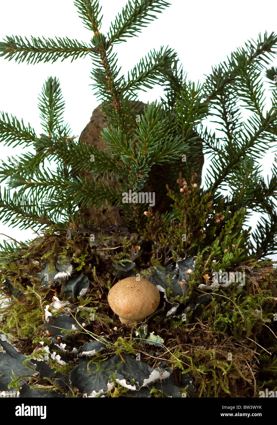 Pilzhocker isoliert auf weißem Grund Stockfoto