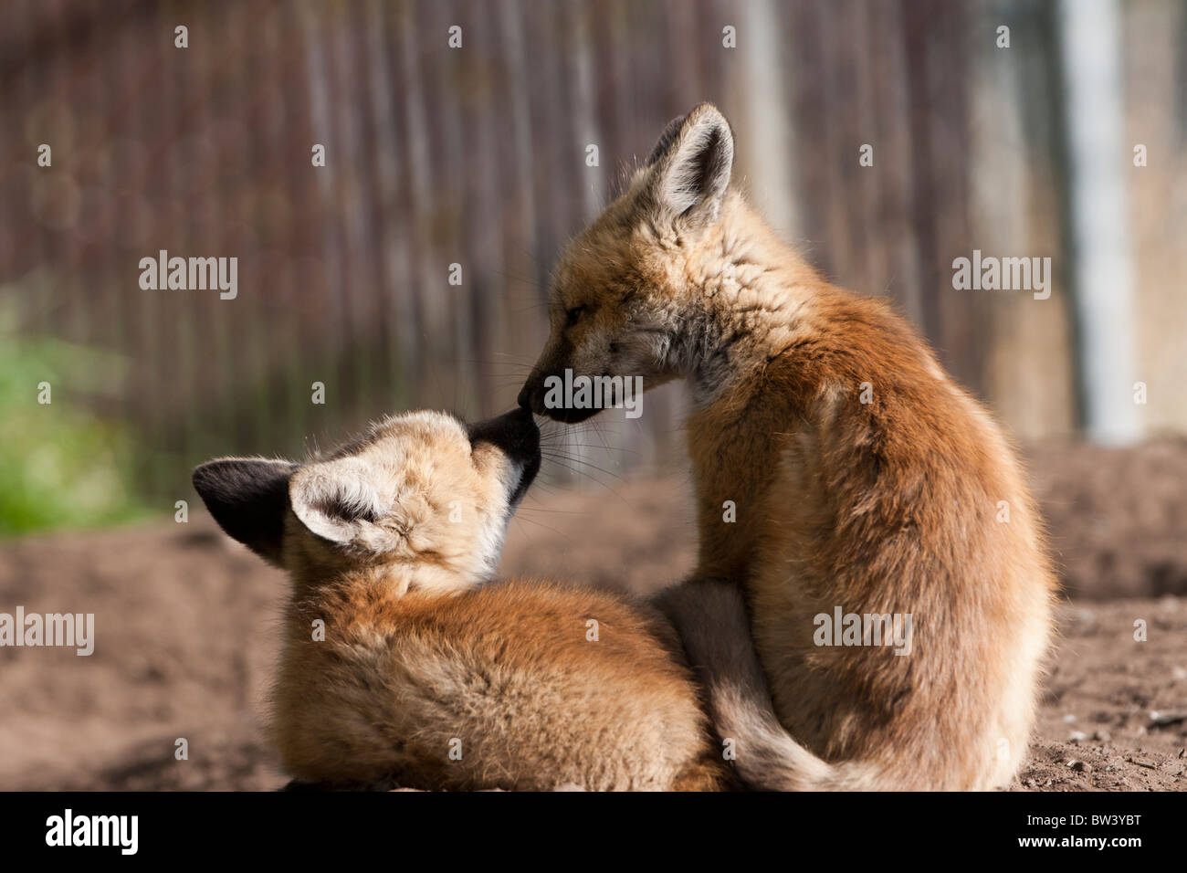 Rotfuchs-Kits Stockfoto