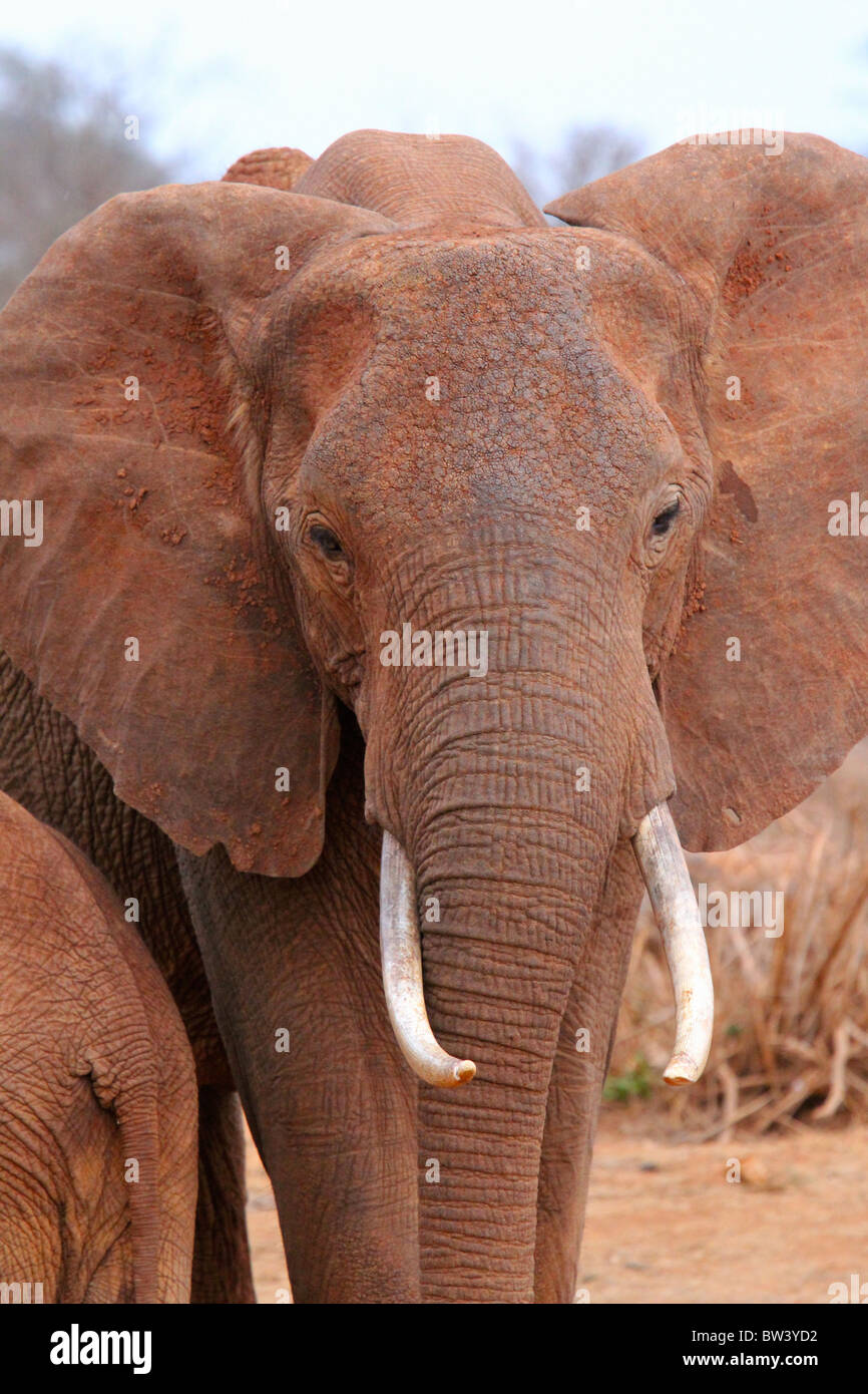 Elefanten im Tsavo East National Park Stockfoto