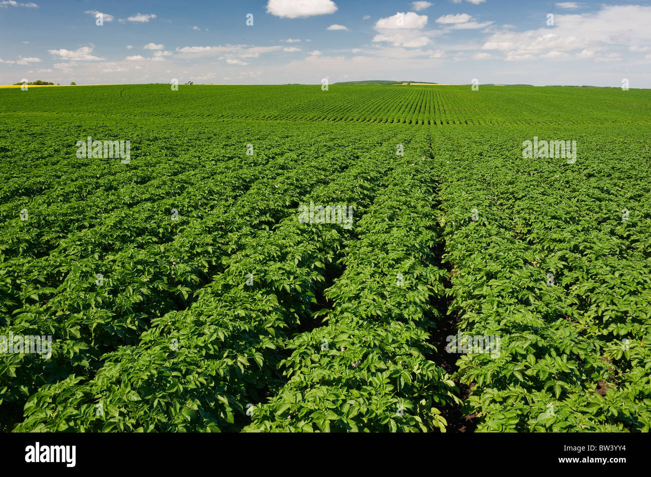 Mitte Wachstumsfeld Kartoffel, die sich bis zum Horizont, in der Nähe von Somerset, Manitoba, Kanada Stockfoto