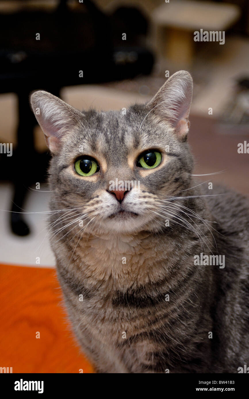 Ein Porträt einer amerikanischen Kurzhaar-Katze. Stockfoto