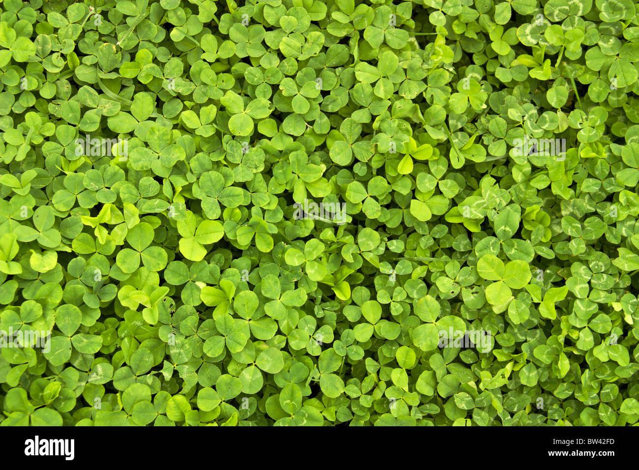 Weiß-Klee (Trifolium Repens) Laub. Stockfoto