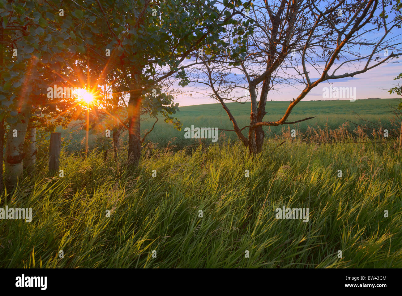 Sonnenaufgang auf einem Bauernhof im Sommer in Zentral-Alberta Stockfoto