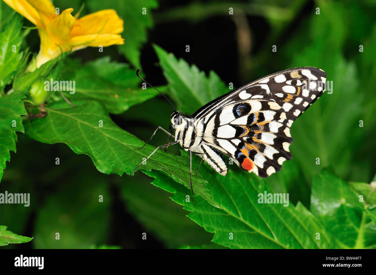 Kariert (Flügel geschlossen) Schwalbenschwanz Papilio Demoleus an Stratford Schmetterlingsfarm, Stratford Warwickshire, England Stockfoto