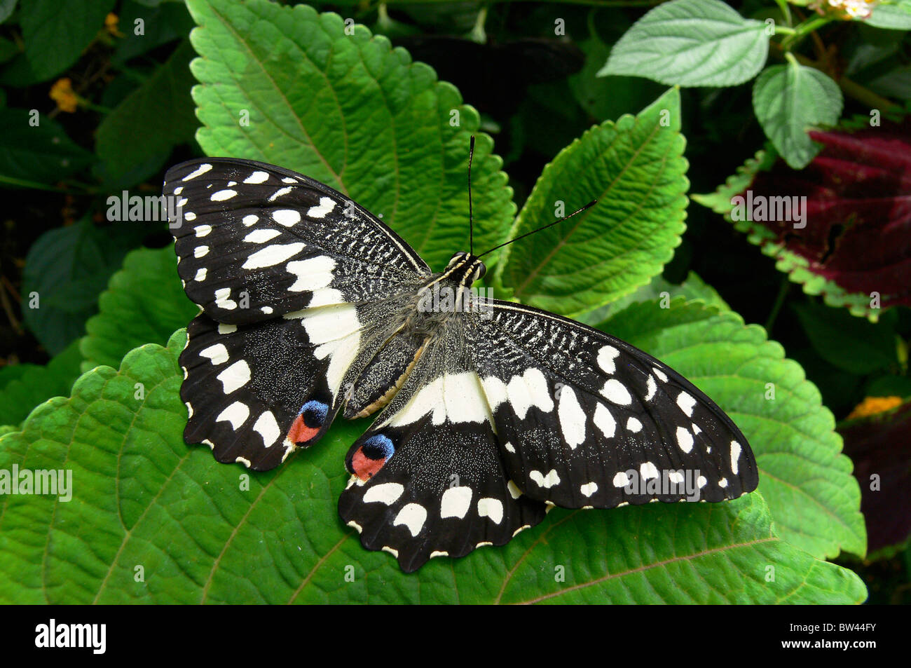 Kariert (Flügel geöffnet) Schwalbenschwanz Papilio Demoleus bei Stratford Schmetterlingsfarm, Stratford Warwickshire, England, UK Stockfoto