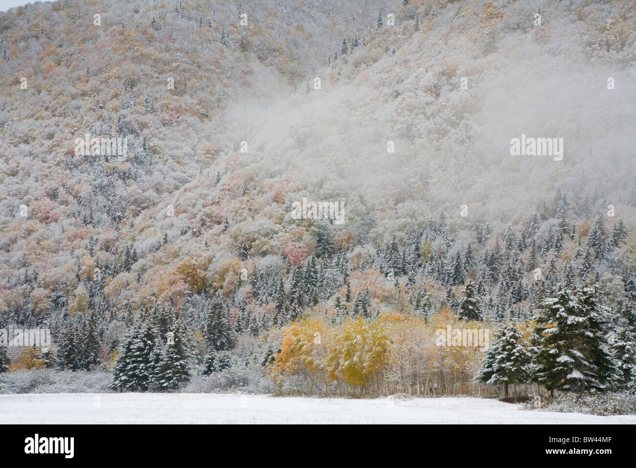 Eine Nebelbank driftet in einem verschneiten Herbst Hügel bei Big Intervale, Cape Breton, Nova Scotia Stockfoto