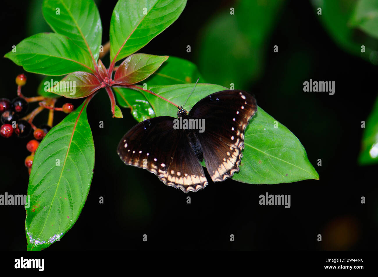 Eggfly Schmetterling (weibliche) Hypolimnas bolina Stockfoto