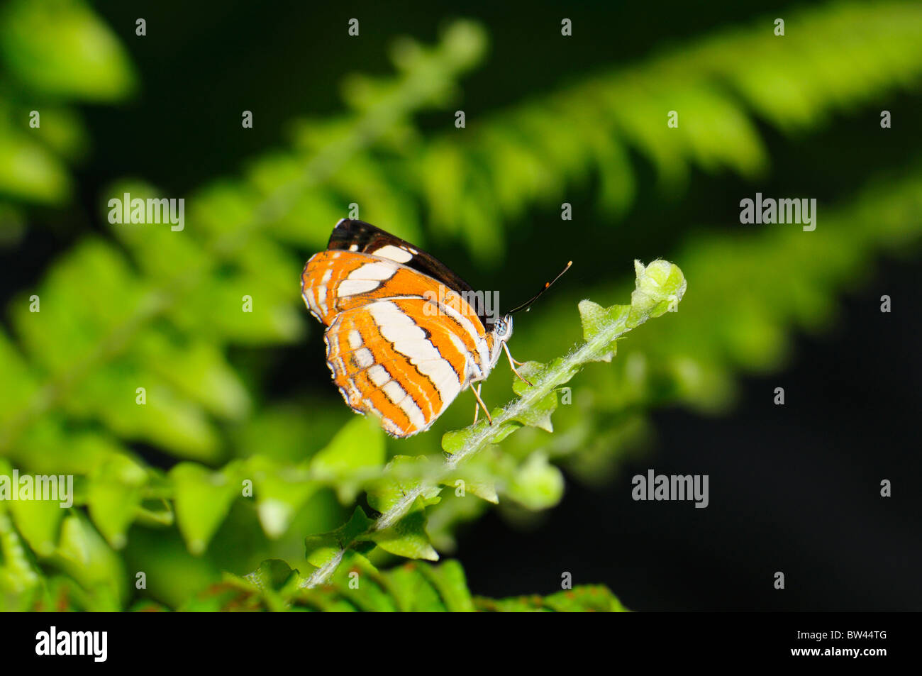 Gemeinsamen Sargeant Schmetterling Athyma perius Stockfoto