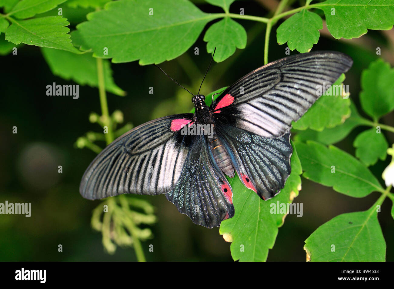 Scharlachroter Schwalbenschwanz Schmetterling (Papilio Rumanzovia) bei Stratford Schmetterlingsfarm, Stratford Warwickshire, England, UK Stockfoto