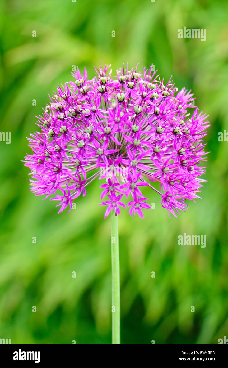 Allium 'Purple Sensation' genommen in Calderstones Park, Liverpool, Merseyside, England, Vereinigtes Königreich Stockfoto