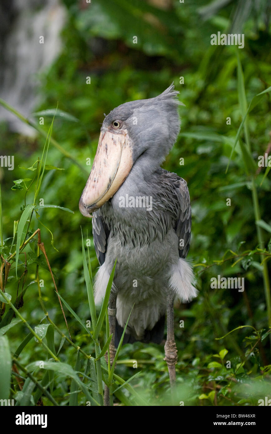 Storch der Schuhschnabel (Balaeniceps Rex). In Gefangenschaft. Der Zoo von Singapur. Stockfoto