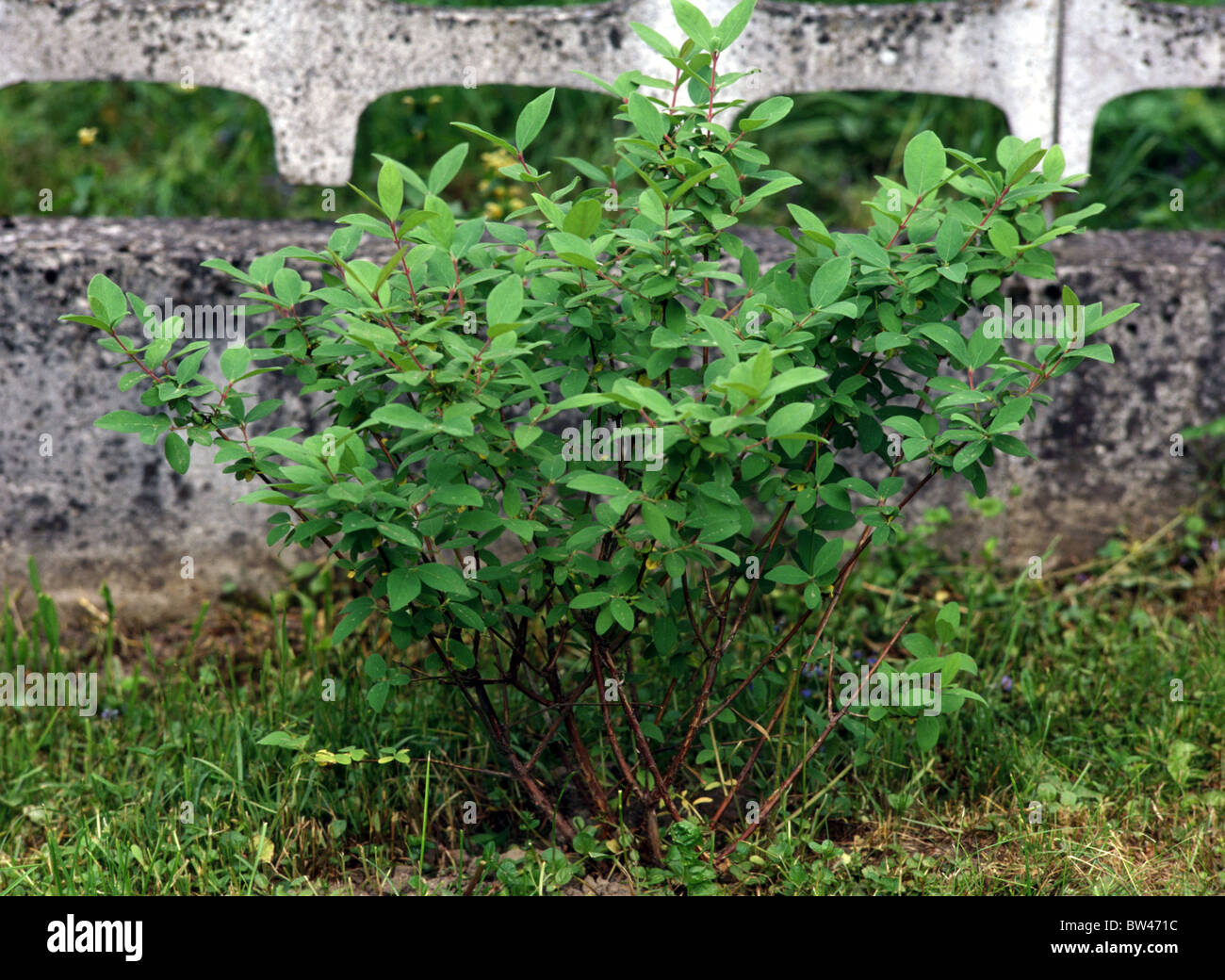 Lonicera Kamtschatica honigbeere Stockfoto