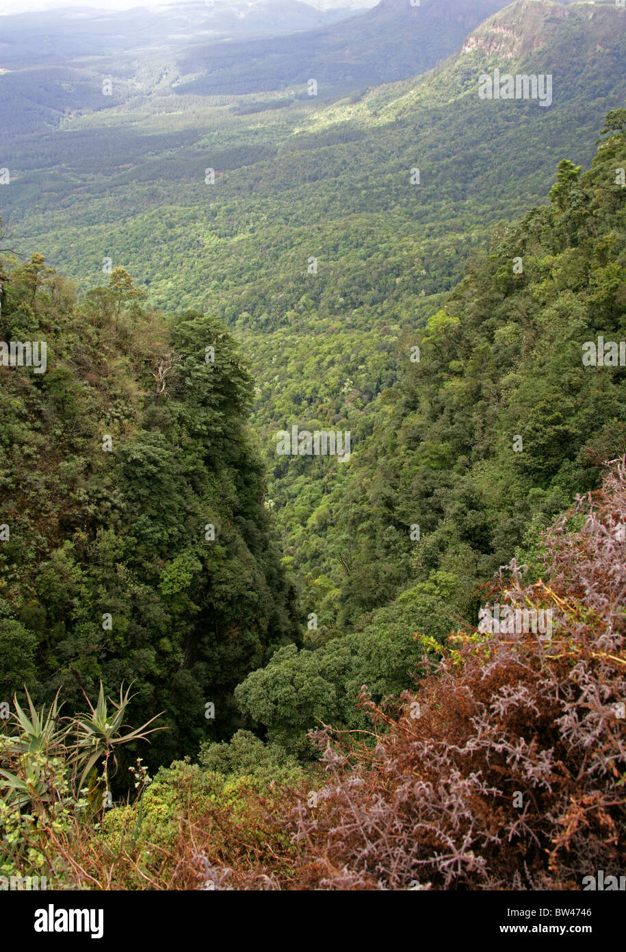 Gottes Fenster, Blyde River Canyon, Ukhahlamba Drakensberg Nationalpark, Mpumalanga, Südafrika Stockfoto